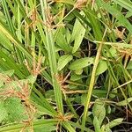 Cyperus longus Hoja