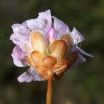 Armeria pungens 花