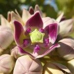 Calotropis procera Fleur