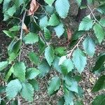 Betula maximowicziana Leaf