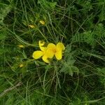 Linum flavumFiore