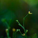 Utricularia gibba Flor