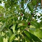 Santalum album Fruit