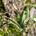 Daphne alpina Leaf