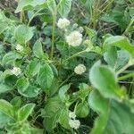 Cyathula uncinulata Flower