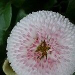 Bellis rotundifolia Flower