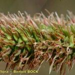 Carex hispida Alkat (teljes növény)