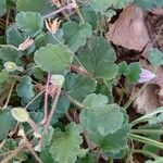 Erodium corsicum Yaprak