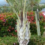 Dypsis decaryi 树皮