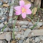 Zephyranthes carinata Ліст