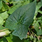 Calystegia silvatica 葉