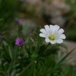 Cerastium gibraltaricum Blüte