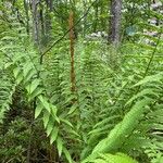 Osmundastrum cinnamomeum Leaf