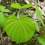 Dioscorea villosa Blatt