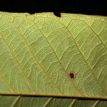 Matayba stenodictya Hoja