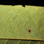 Matayba stenodictya Leaf