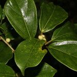 Ficus colubrinae Fruit