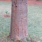 Washingtonia filifera Bark