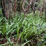Microsorum punctatum Habitus