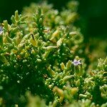 Chenopodium multifidum Flower