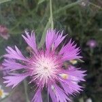 Centaurea napifolia Fleur