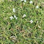 Bacopa monnieri Flor