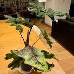 Alocasia scalprum Plante entière