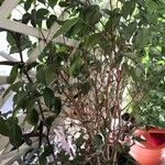 Ficus benjaminaList