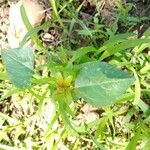 Physalis angulata Лист