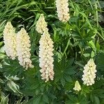 Lupinus × regalis Fiore