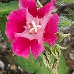 Clarkia amoena Blomma