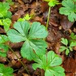 Hacquetia epipactis Hoja