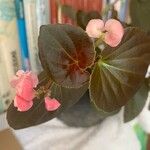 Begonia cucullata cv. 'Doublet Rose Pink' Blüte