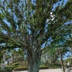 Ficus vasta Blatt