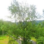 Casuarina equisetifolia Облик