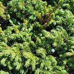 Juniperus communis Liść