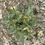 Helianthemum squamatum Hoja