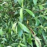 Salix x smithiana Feuille