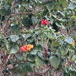 Hibiscus elatus Flor