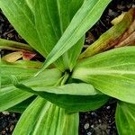 Gentiana cruciata ഇല