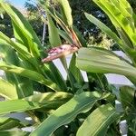 Alpinia zerumbet 花