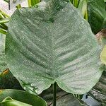 Calla palustris Лист