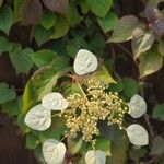 Hydrangea hydrangeoides Flor