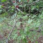 Crataegus rhipidophylla Blatt