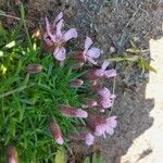 Saponaria pumila Flower