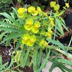 Euphorbia dendroidesFlower