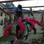 Rodriguezia lanceolata Flower