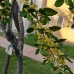 Azara dentata 叶