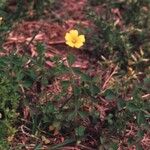 Oxalis grandis Habitus