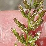 Polypogon viridis 花